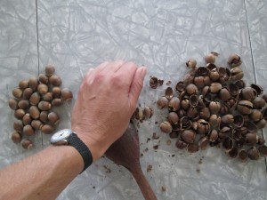 Shelling acorns